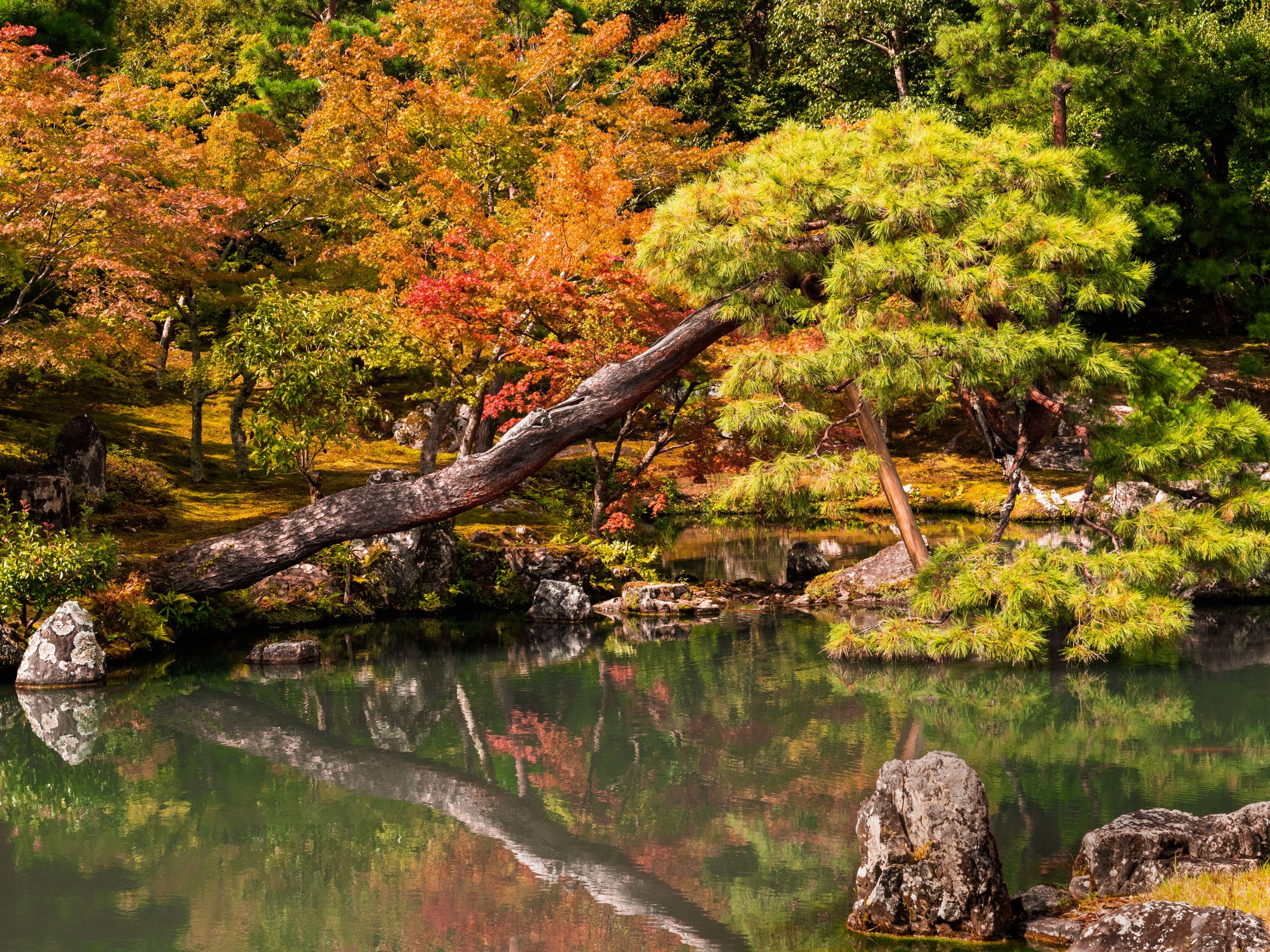 Autumn Colours in Kyoto
