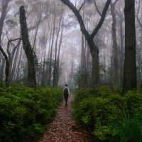 A Budderoo Hike in the Fog
